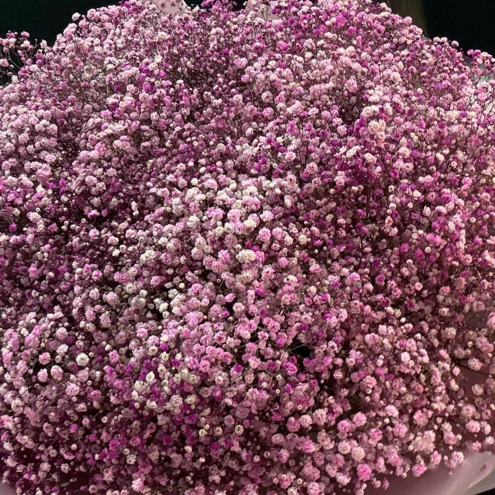 Букет ГИГАНТ из 51 розовой гипсофилы — фото 2